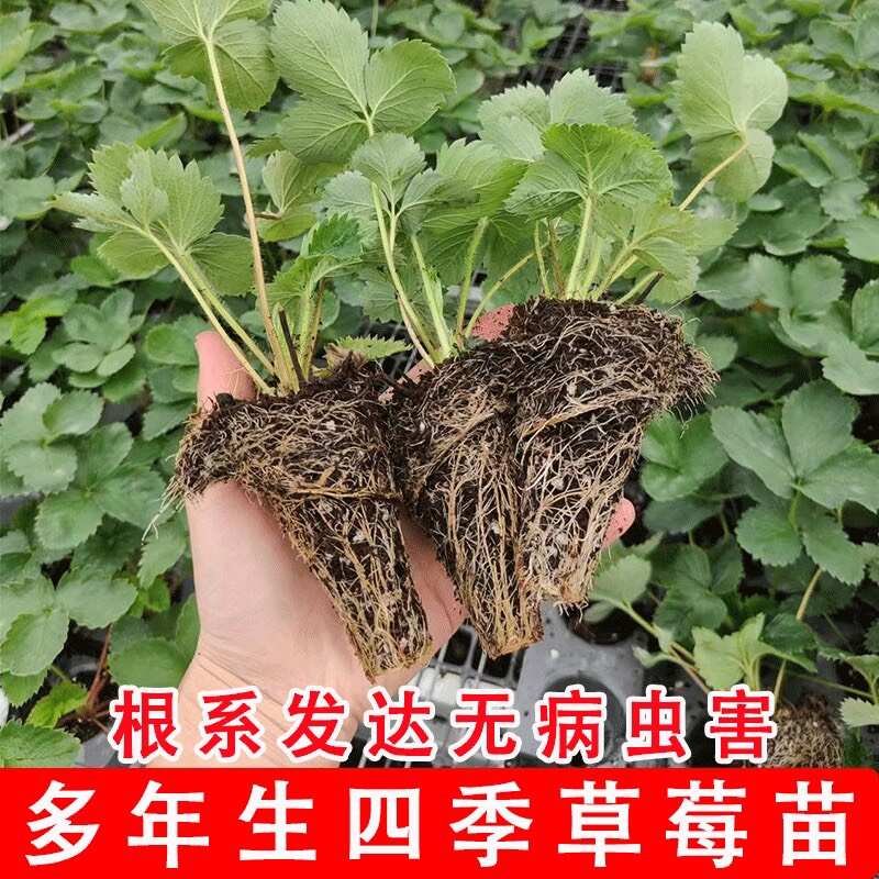 穴盘草莓苗