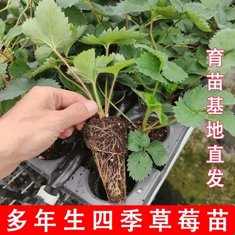 穴盘草莓苗