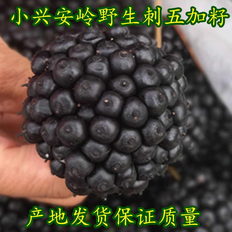 野生刺五加籽干货煮水泡酒