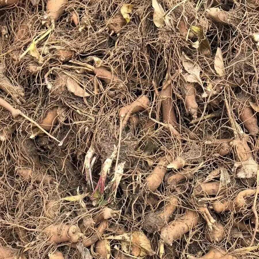 河北安平白术 中药材根茎类产地直供