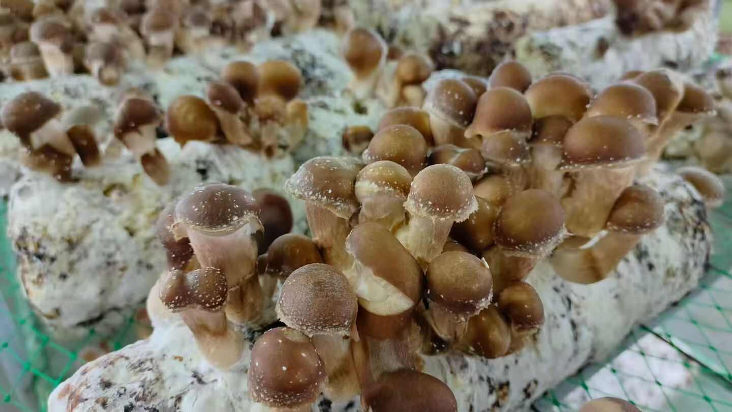 生态松茸鲜品、干片，松茸萃取液含有松茸醇多糖多肽氨基酸维生素