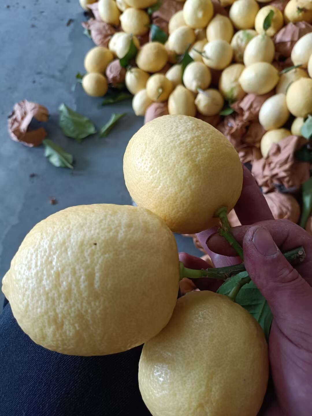 北京青柠，尤力克柠檬，无籽柠檬，最近都有货，各种等级的