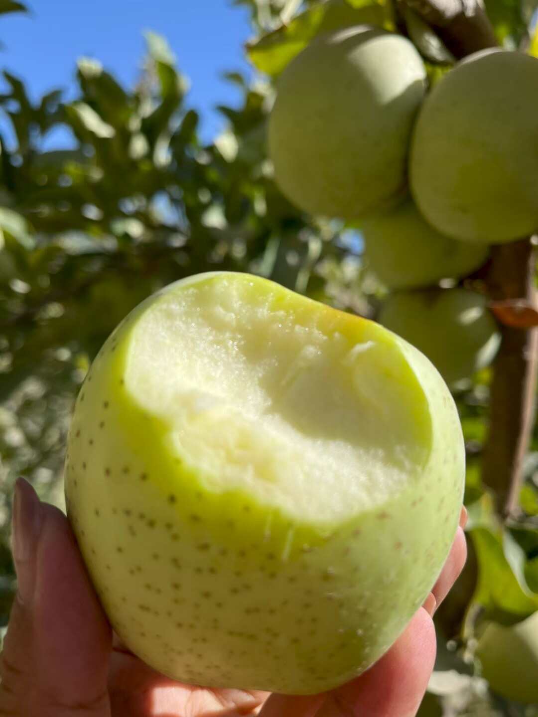 新疆王林苹果，新货，一件代发包邮