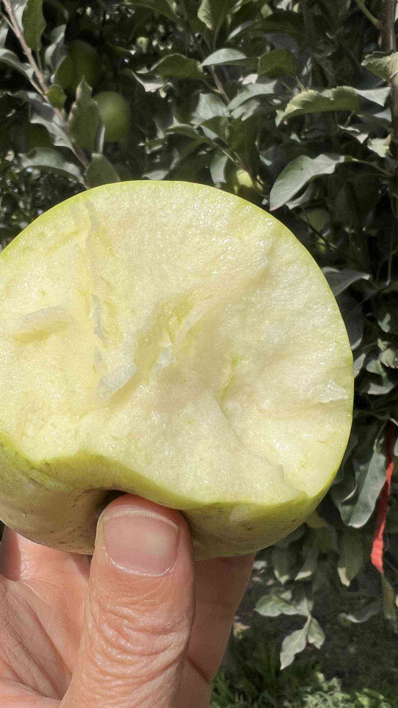 新疆王林苹果，新货，一件代发包邮