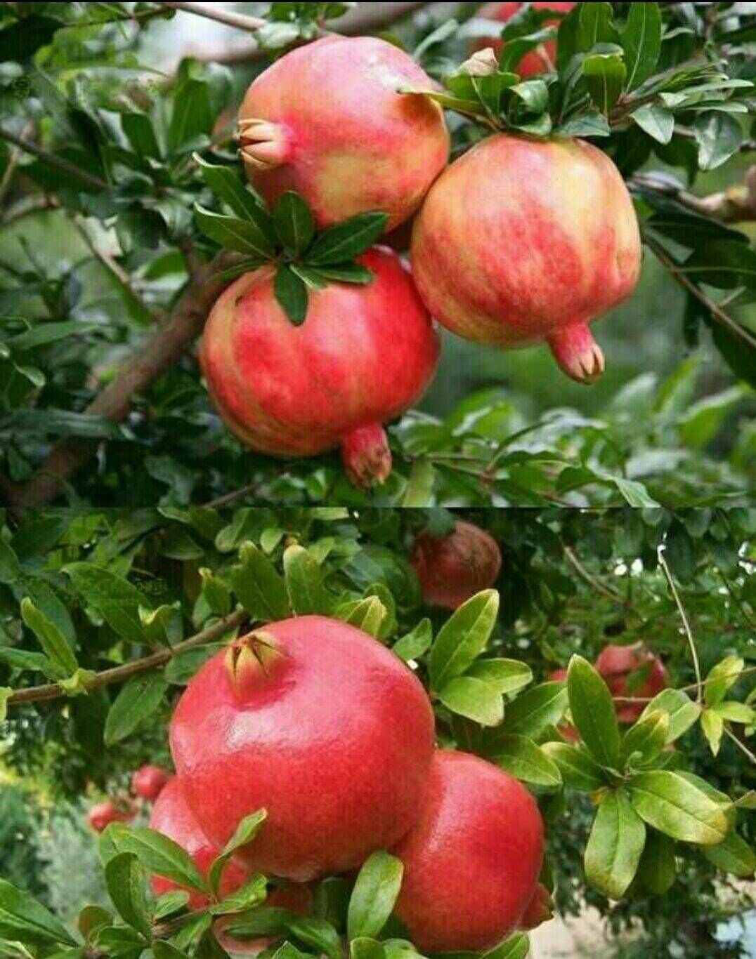 突尼斯软籽石榴树苗现挖现发成活率高品种纯正南北均可种植