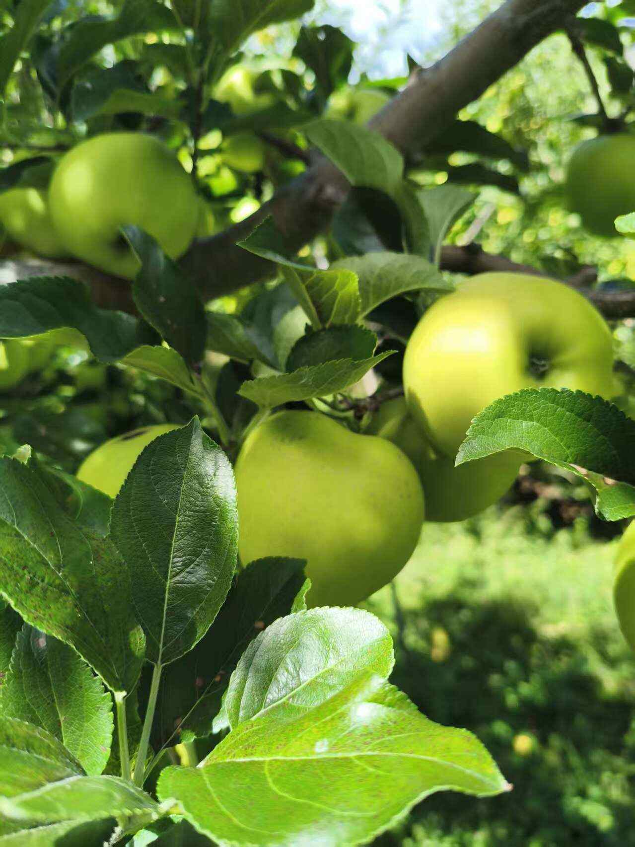 四川阿坝小金青苹果口感脆甜