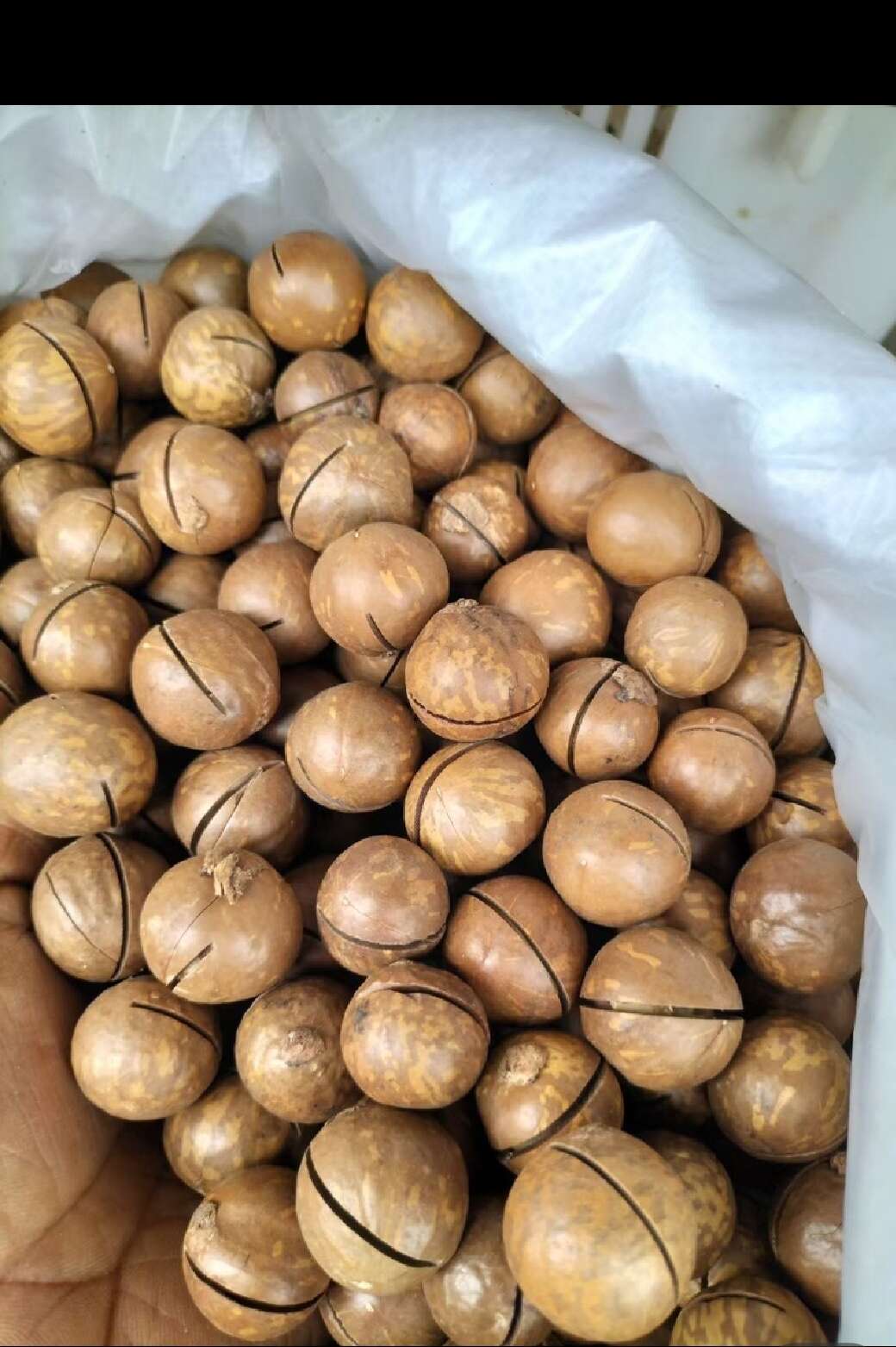 专业夏威夷果供应链，电商通货4.3起，