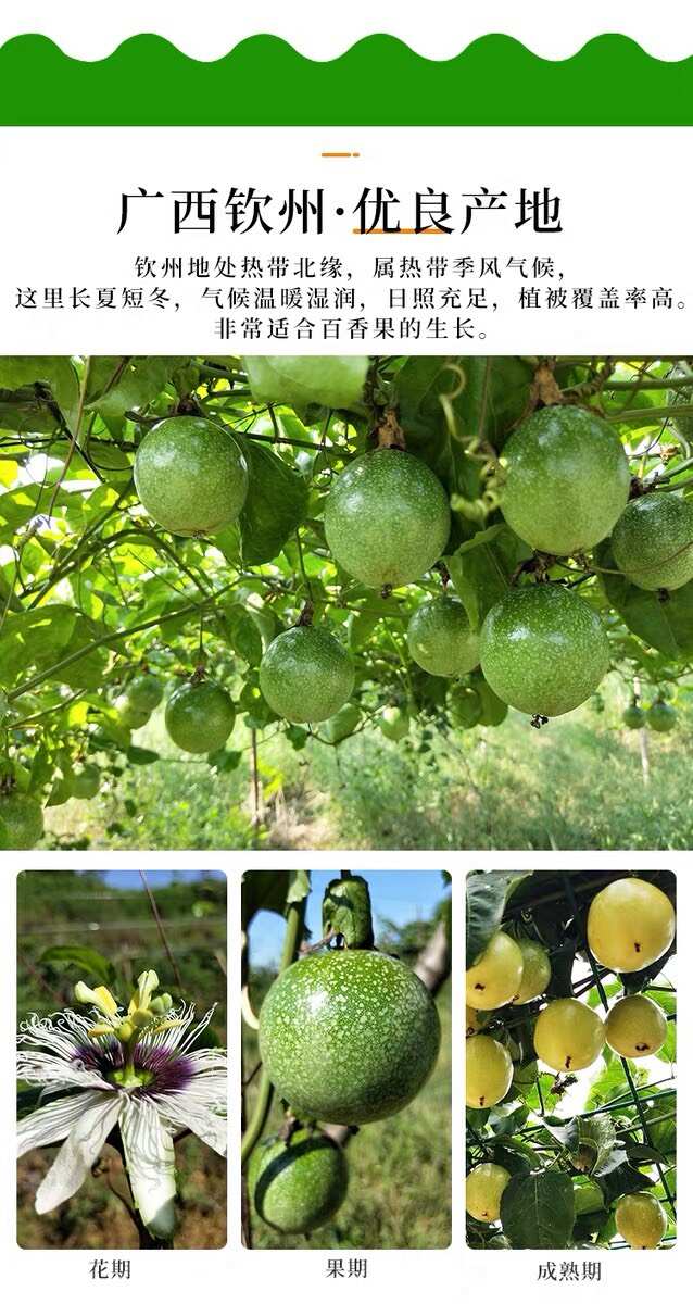 钦蜜9号黄金百香果纯甜新鲜现摘现发当季水果整箱包邮坏果包赔