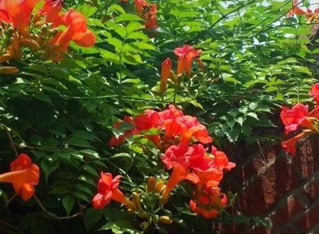 凌霄花干自产自销30元/斤欢迎选购