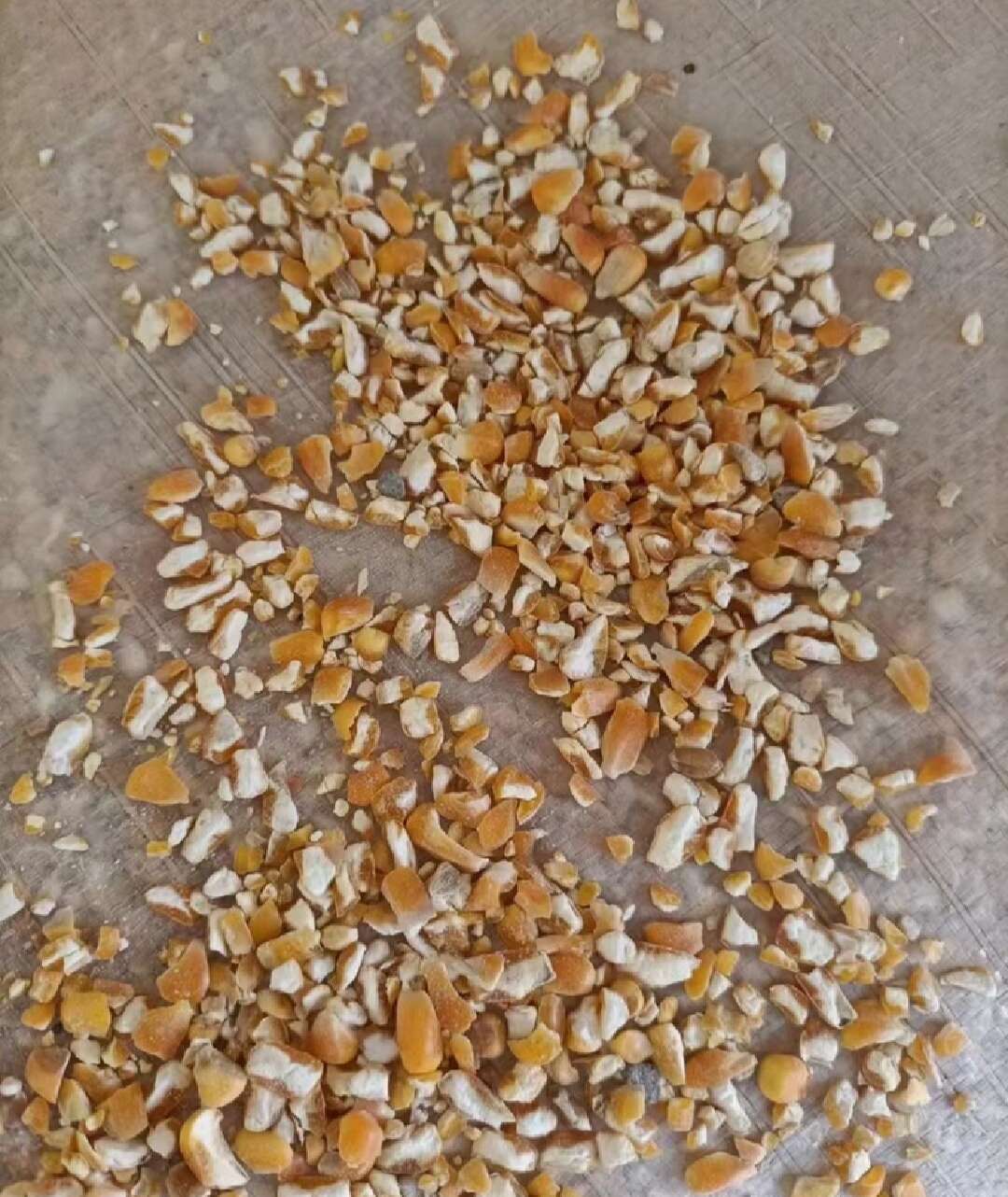 河南平顶山碎玉米 净粮容重720g/L 水分低于14%