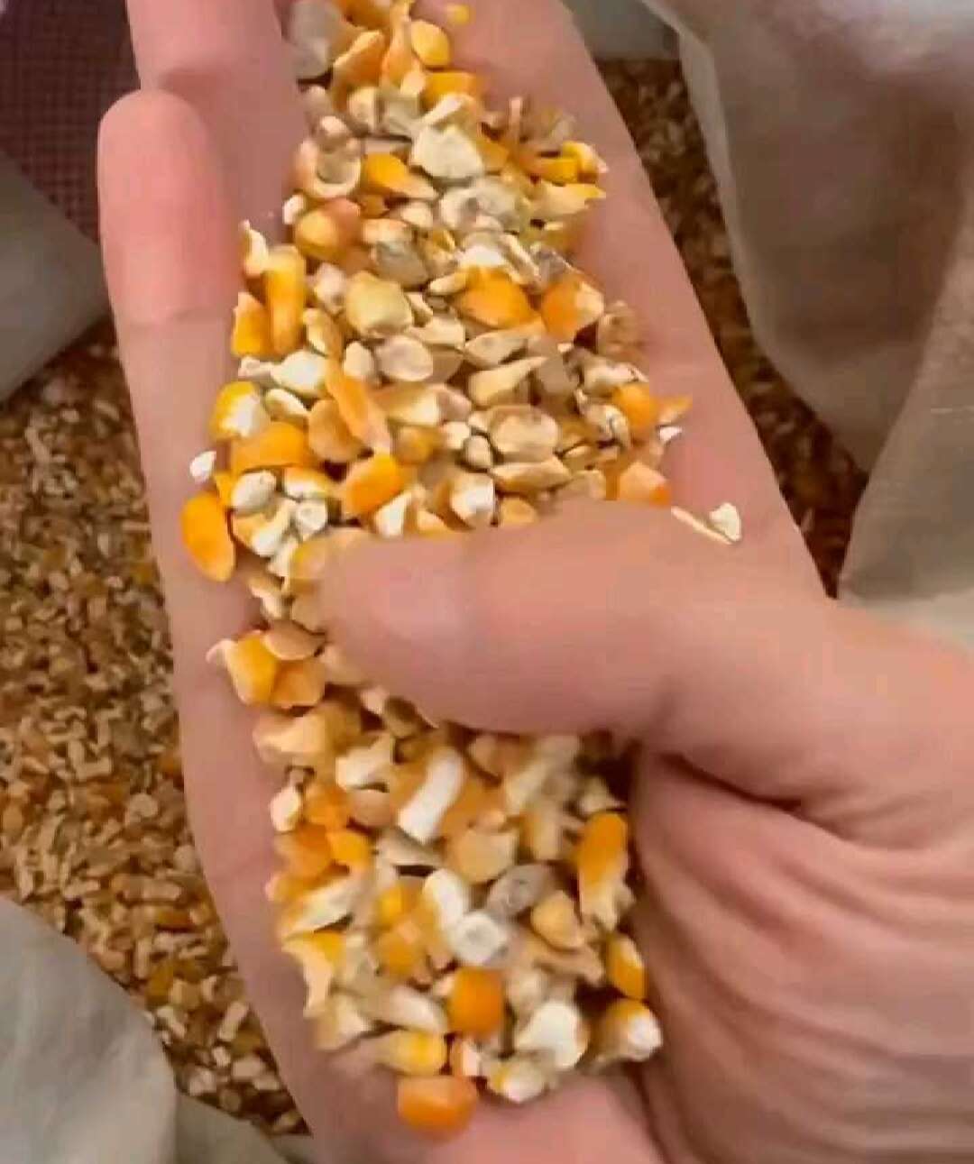 河南平顶山碎玉米 净粮容重720g/L 水分低于14%