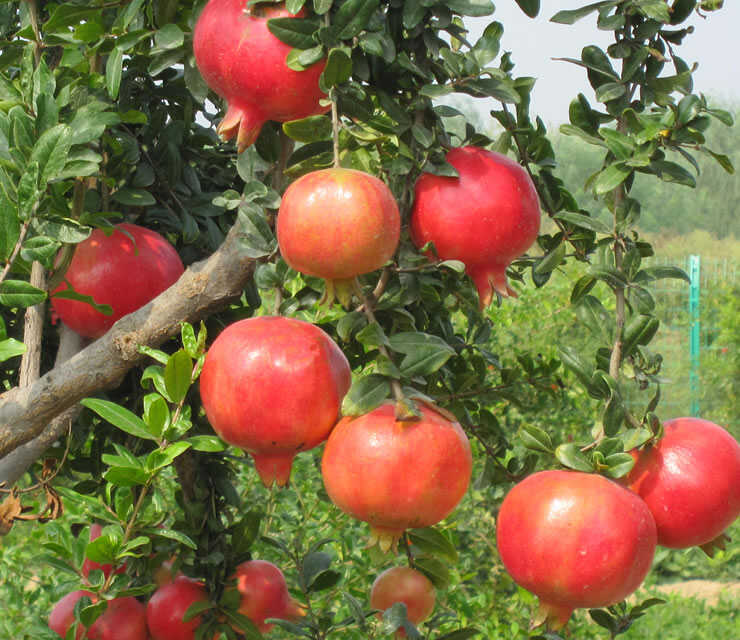 突尼斯软籽石榴树苗现挖现发成活率高品种纯正南北均可种植