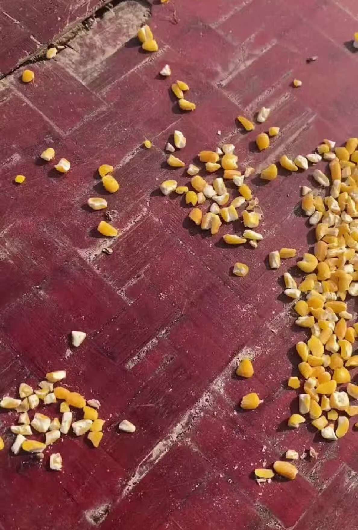 河南平顶山碎玉米 净粮容重720g/L 水分低于14%