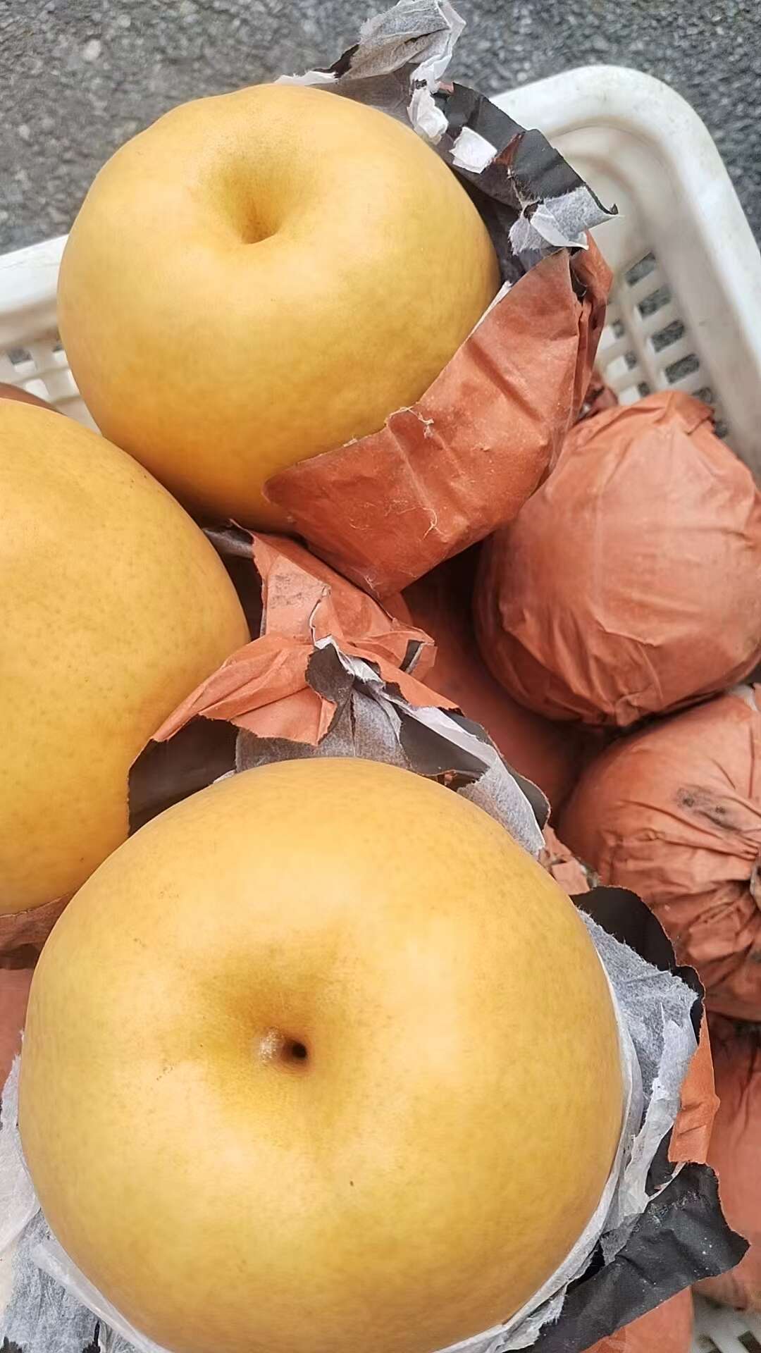 睌秋黄梨