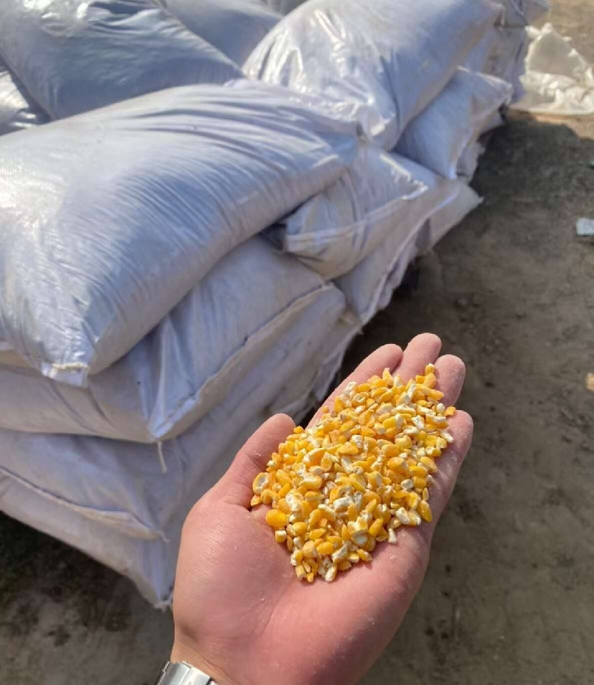 河南平顶山碎玉米 净粮容重720g/L 水分低于14%