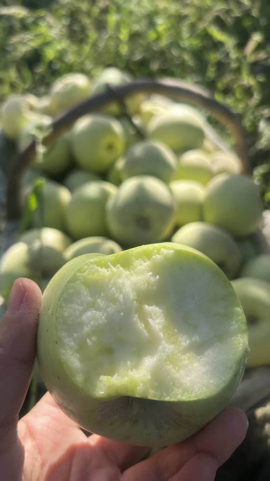 新疆王林苹果，新货，一件代发包邮