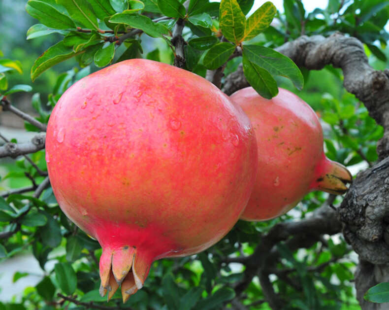 突尼斯软籽石榴树苗现挖现发成活率高品种纯正南北均可种植