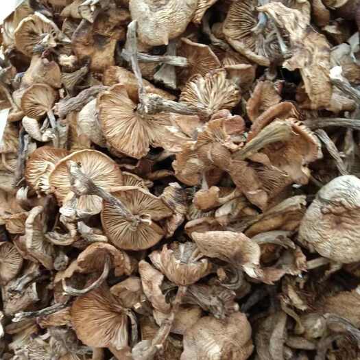 围场县野生榛蘑，肉磨条，肉磨丁块，松蘑干