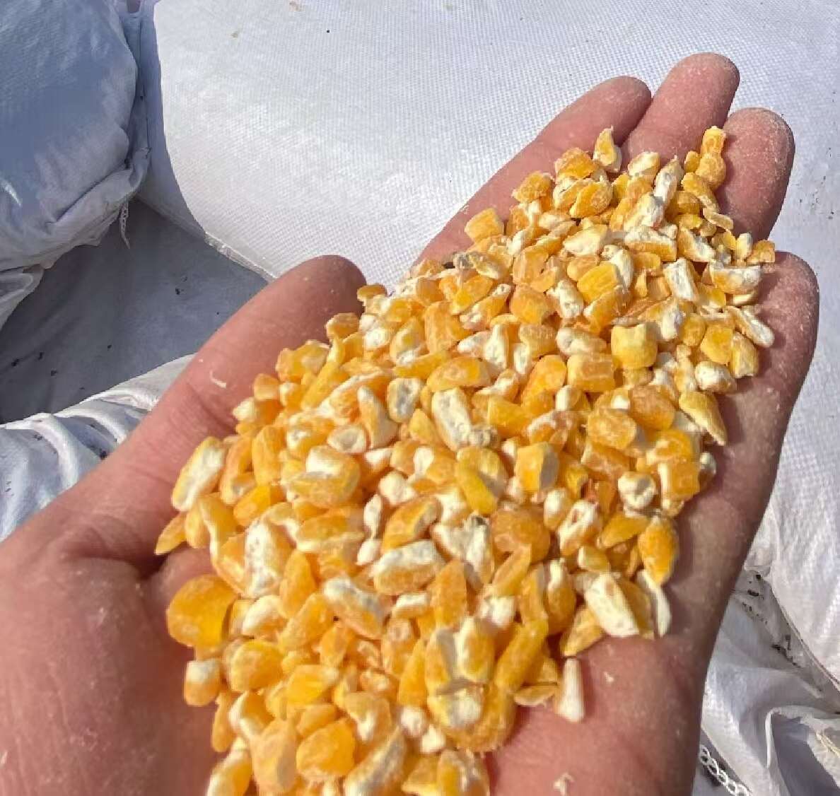 河南平顶山碎玉米 净粮容重720g/L 水分低于14%