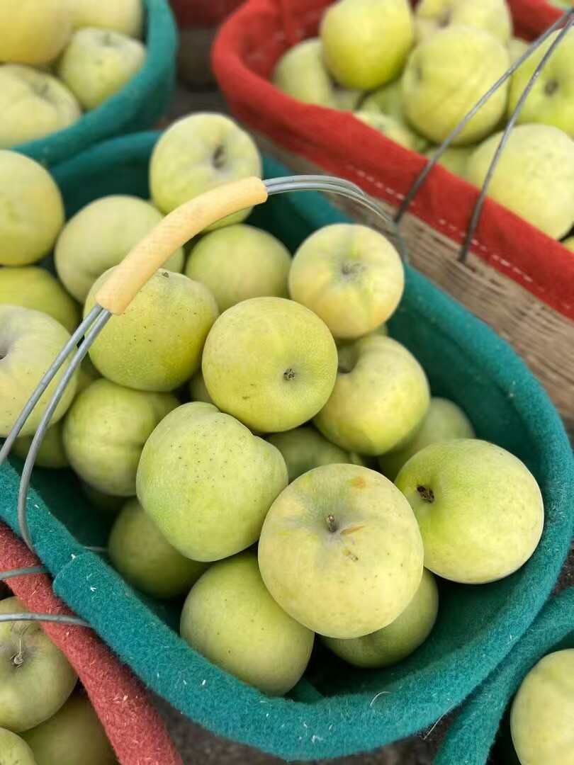 新疆王林苹果，新货，一件代发包邮