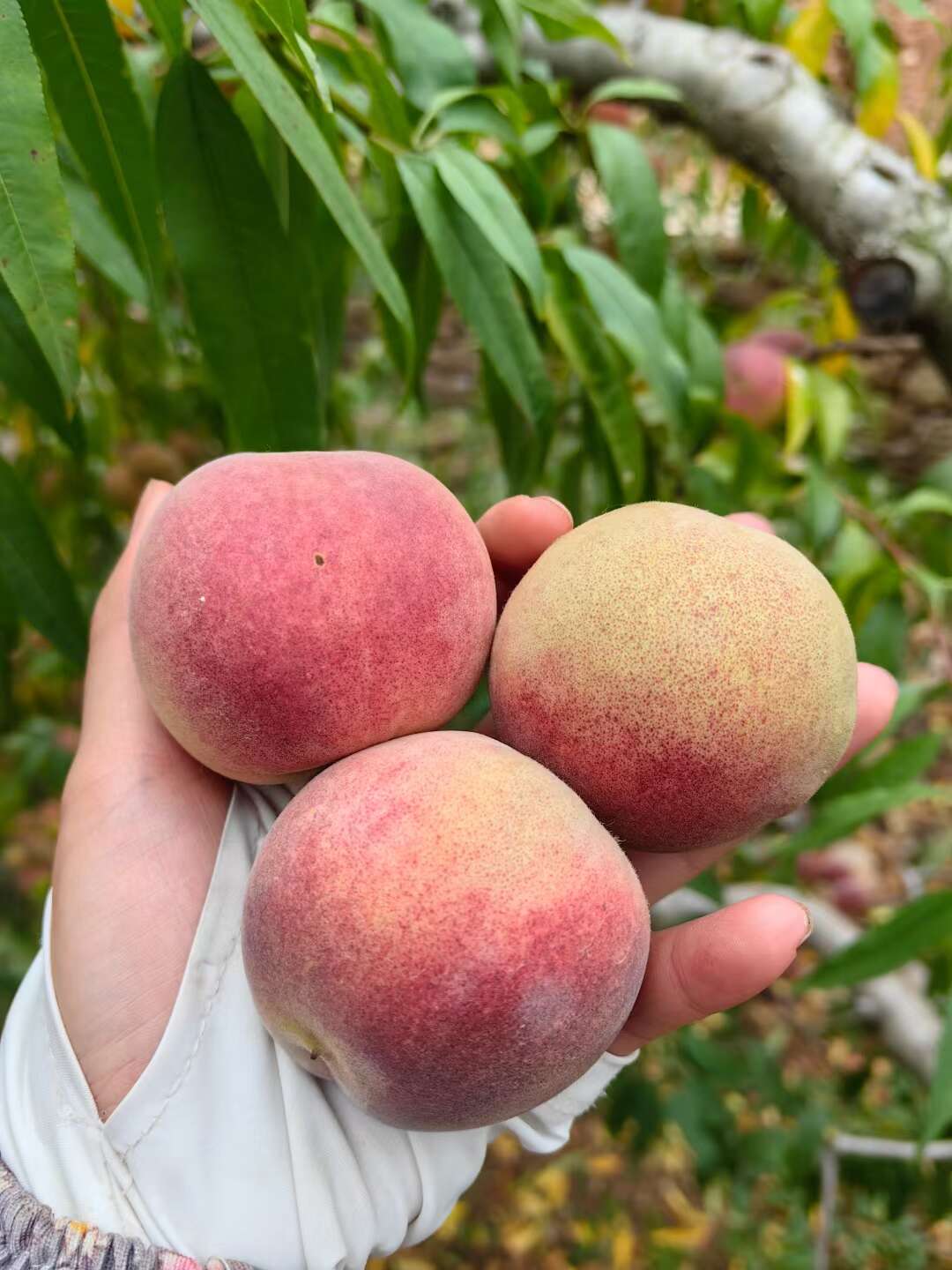 甘甜冬桃，物美价廉，农村天然种植，量大