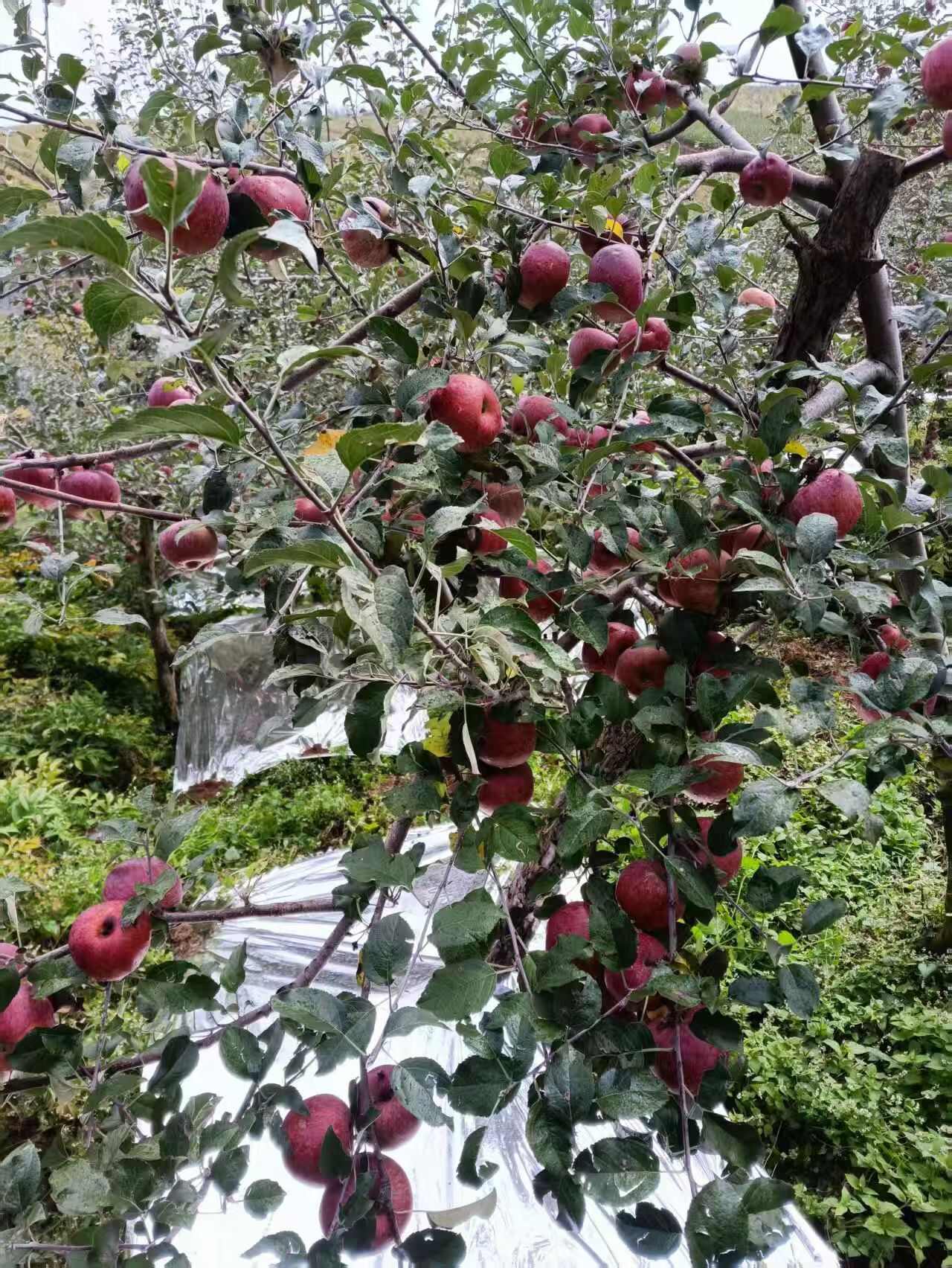 盐源产地专业代办有需要的老板联系