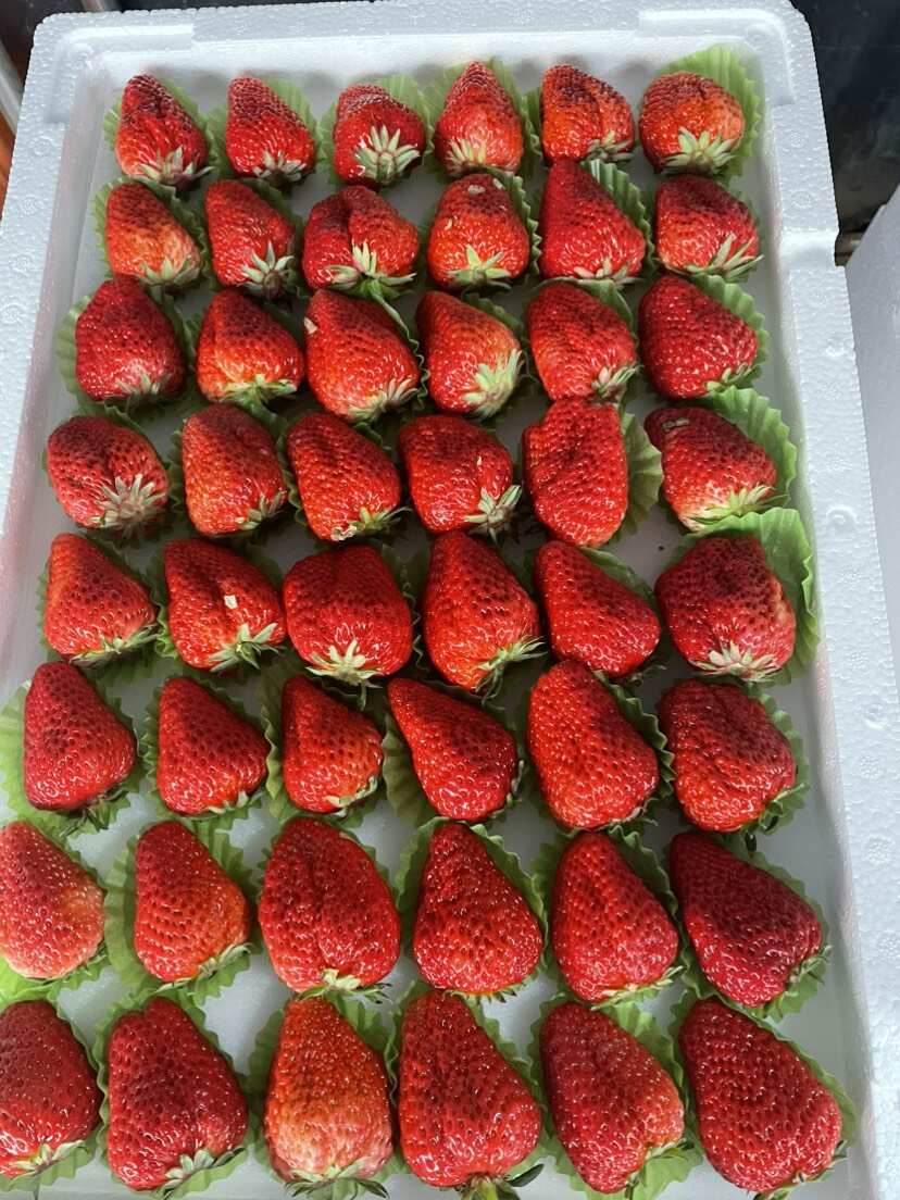 久久草莓