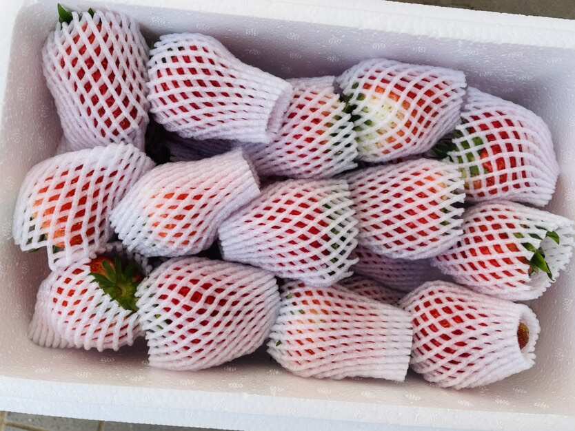 久久草莓