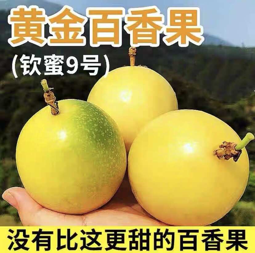 钦蜜9号黄金百香果纯甜新鲜现摘现发当季水果整箱包邮坏果包赔