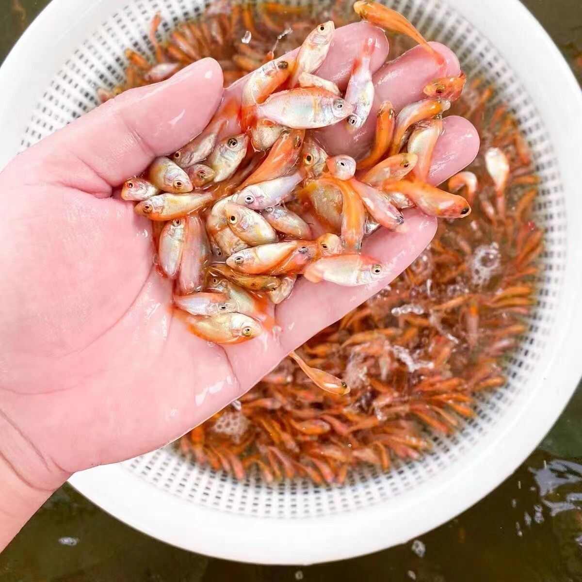红罗非鱼苗 #彩虹雕 #水产养殖 #特种养殖 #养殖致富 #