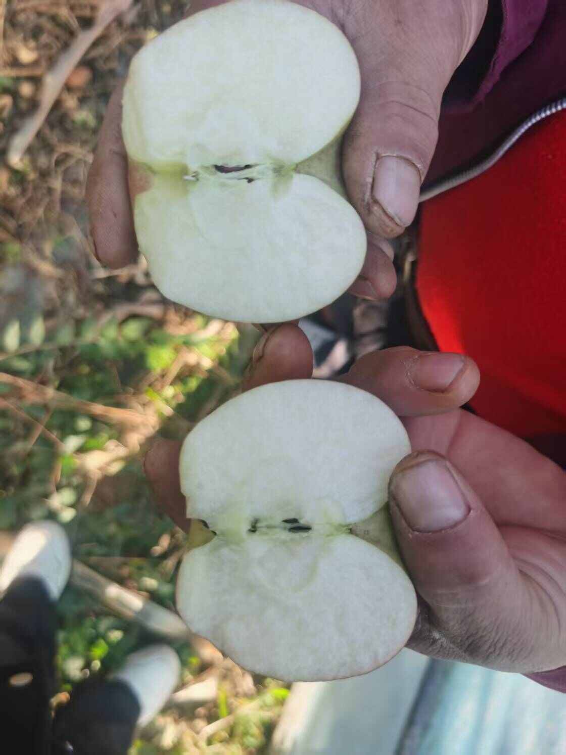 寒富苹果，物美价廉，量大批发，