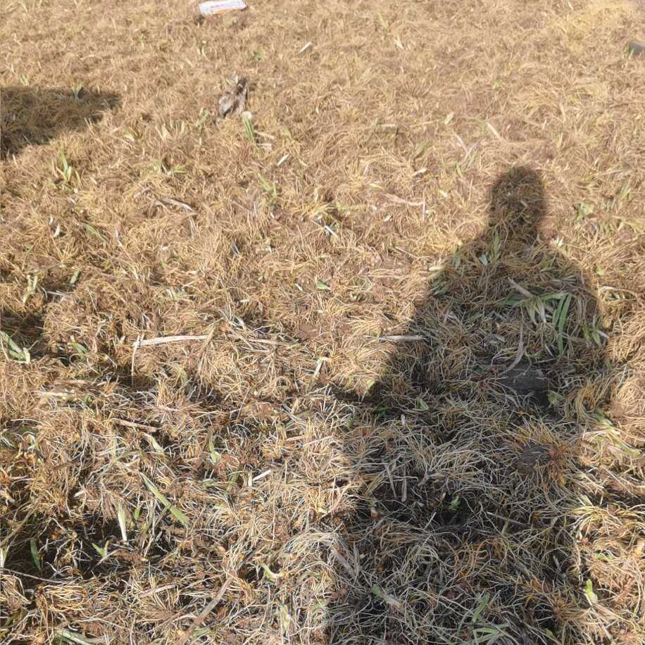 射干中药材根茎类河北安平产地直供