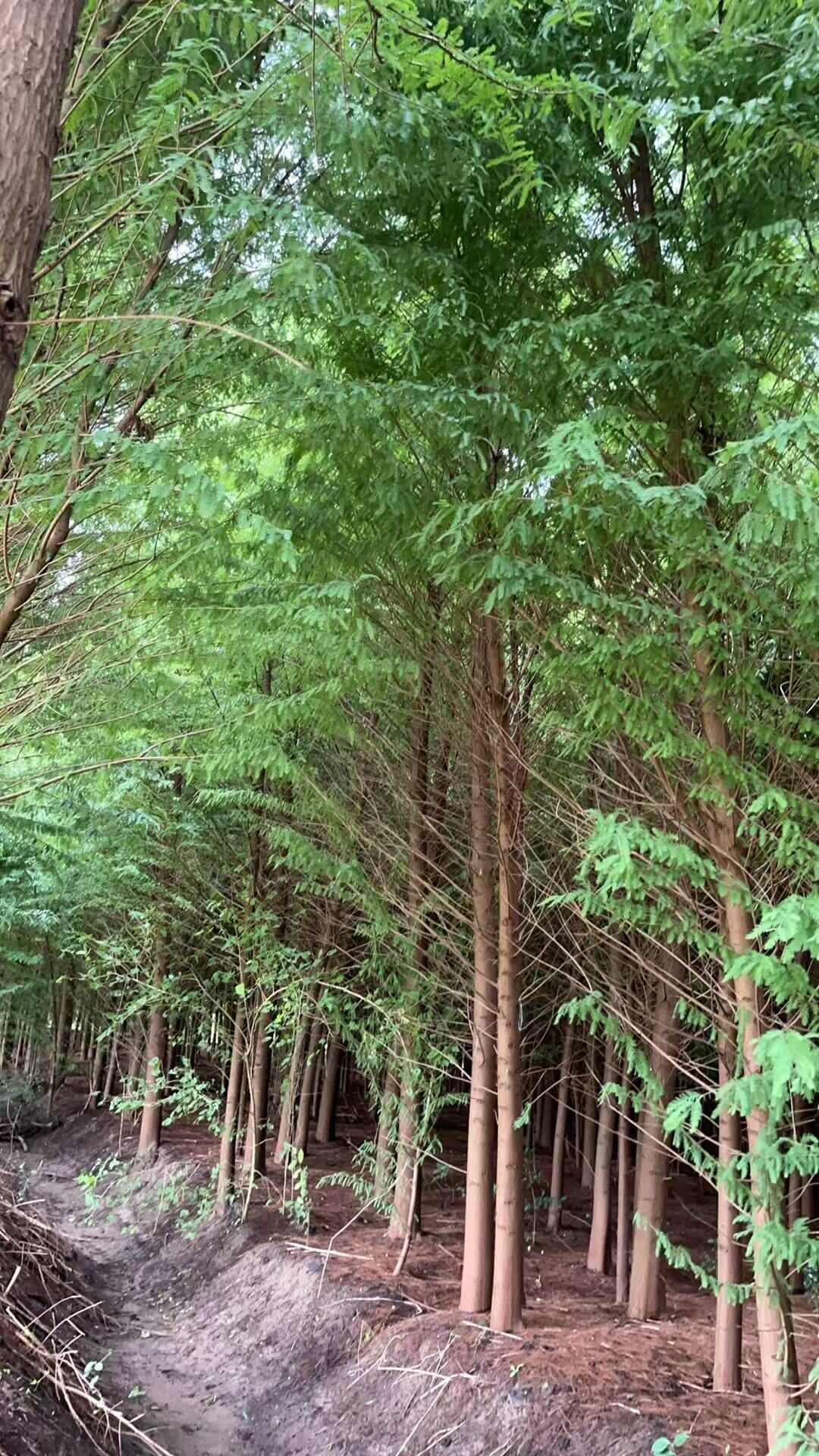 中山杉