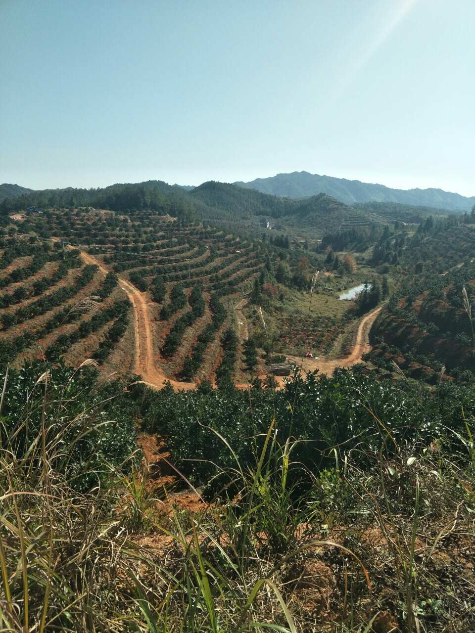 赣南脐橙