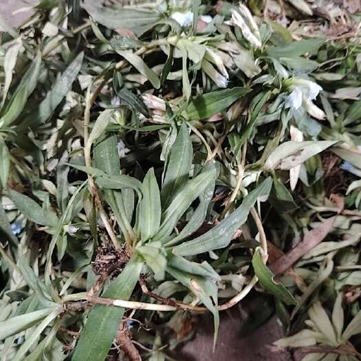 福建，龙胆草，地莲花