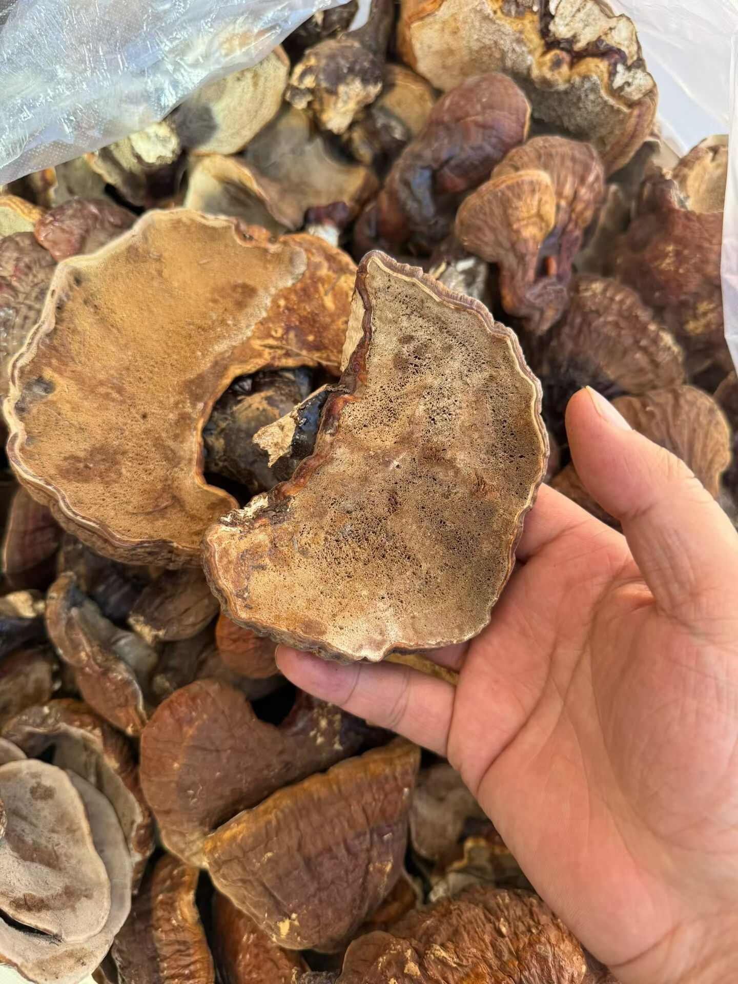 林下灵芝，甘香不苦，