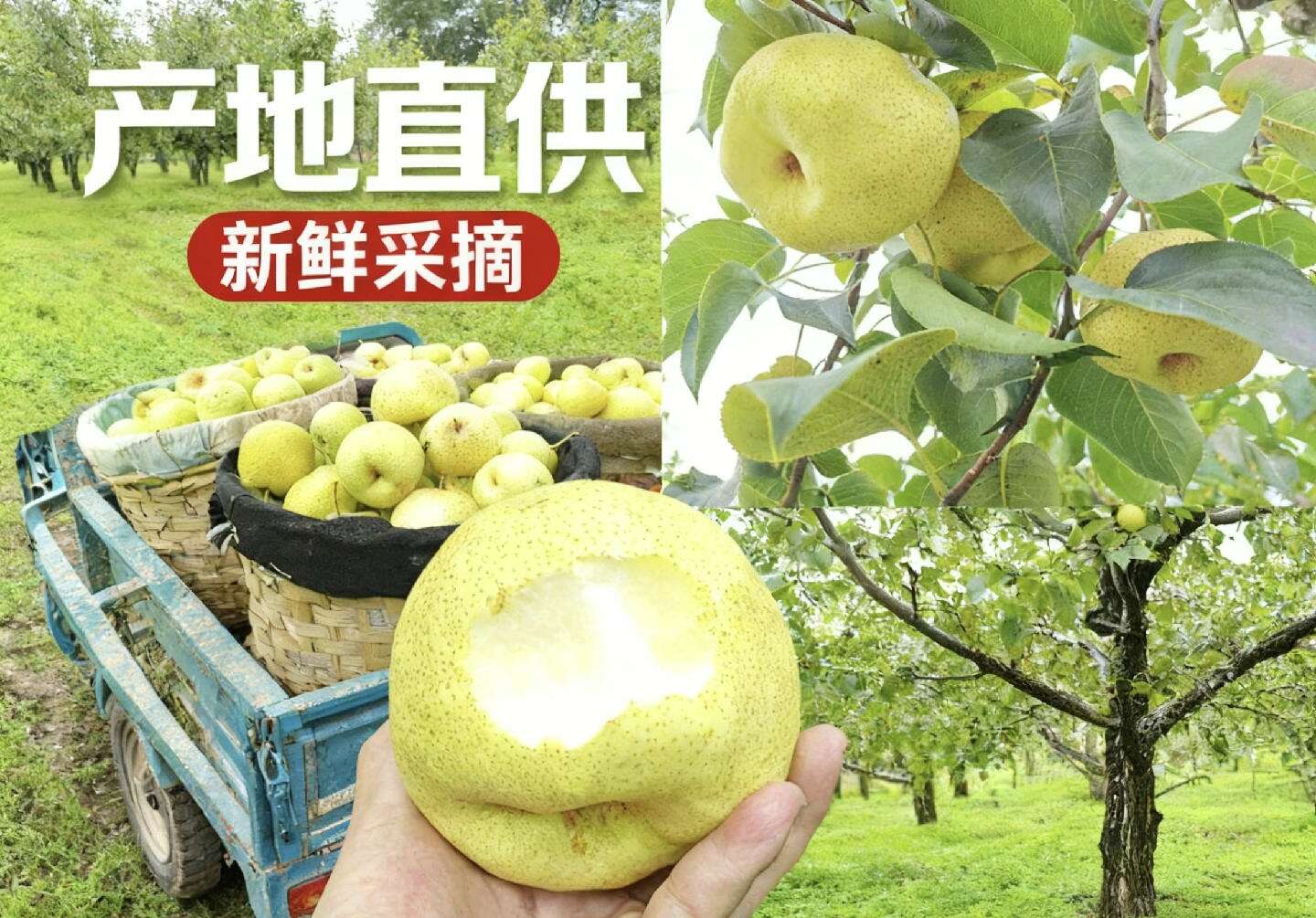 陕西咸阳乾县酥梨 新鲜采摘