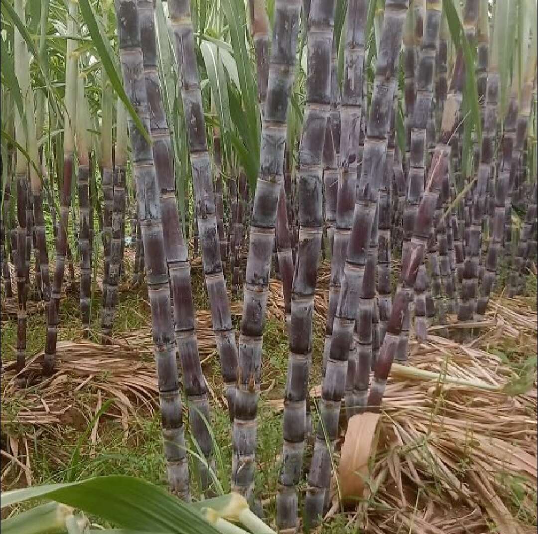 黄金甘蔗，水大，口感好，产地直采！！！