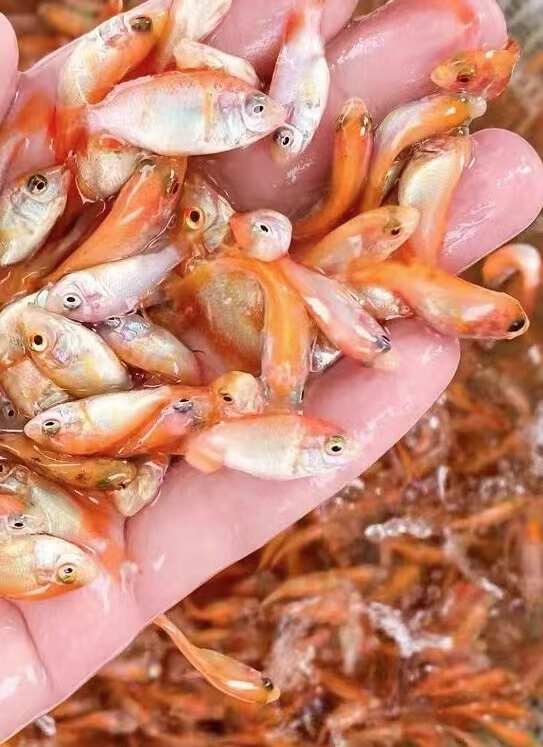 红罗非鱼苗 #彩虹雕 #水产养殖 #特种养殖 #养殖致富 #