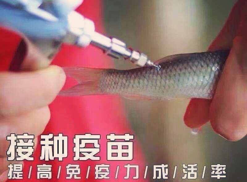 草鱼苗 鲩仔苗 鲩鱼苗 已打疫苗