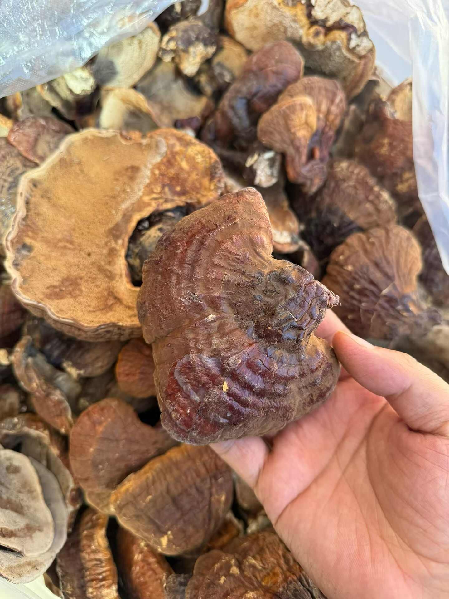 林下灵芝，甘香不苦，