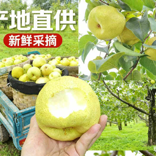 陕西咸阳乾县酥梨 新鲜采摘
