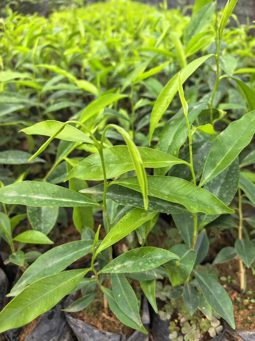 沉香小杯苗，15-25高