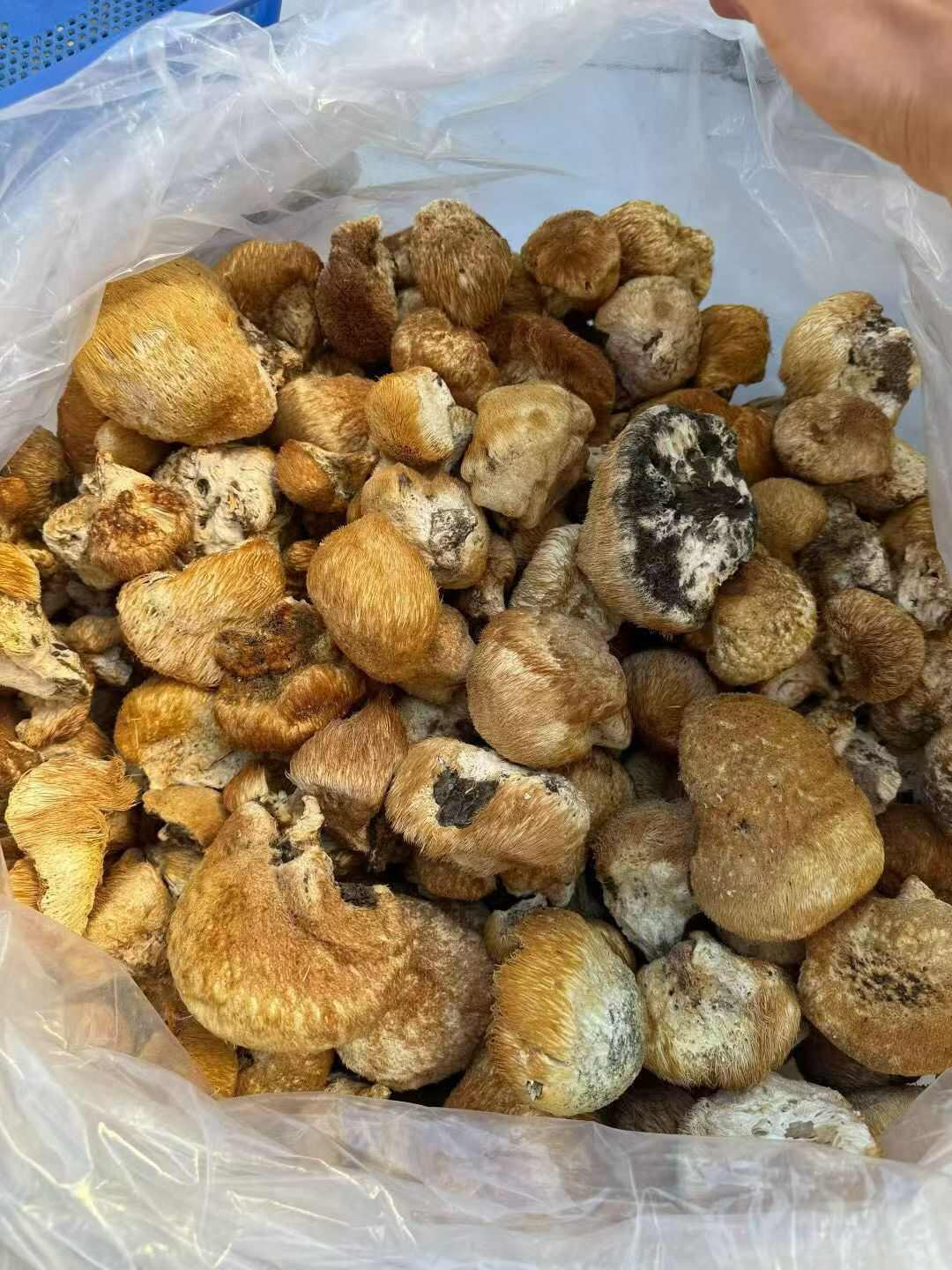 野生猴头菇，营养好吃，没有科技狠活