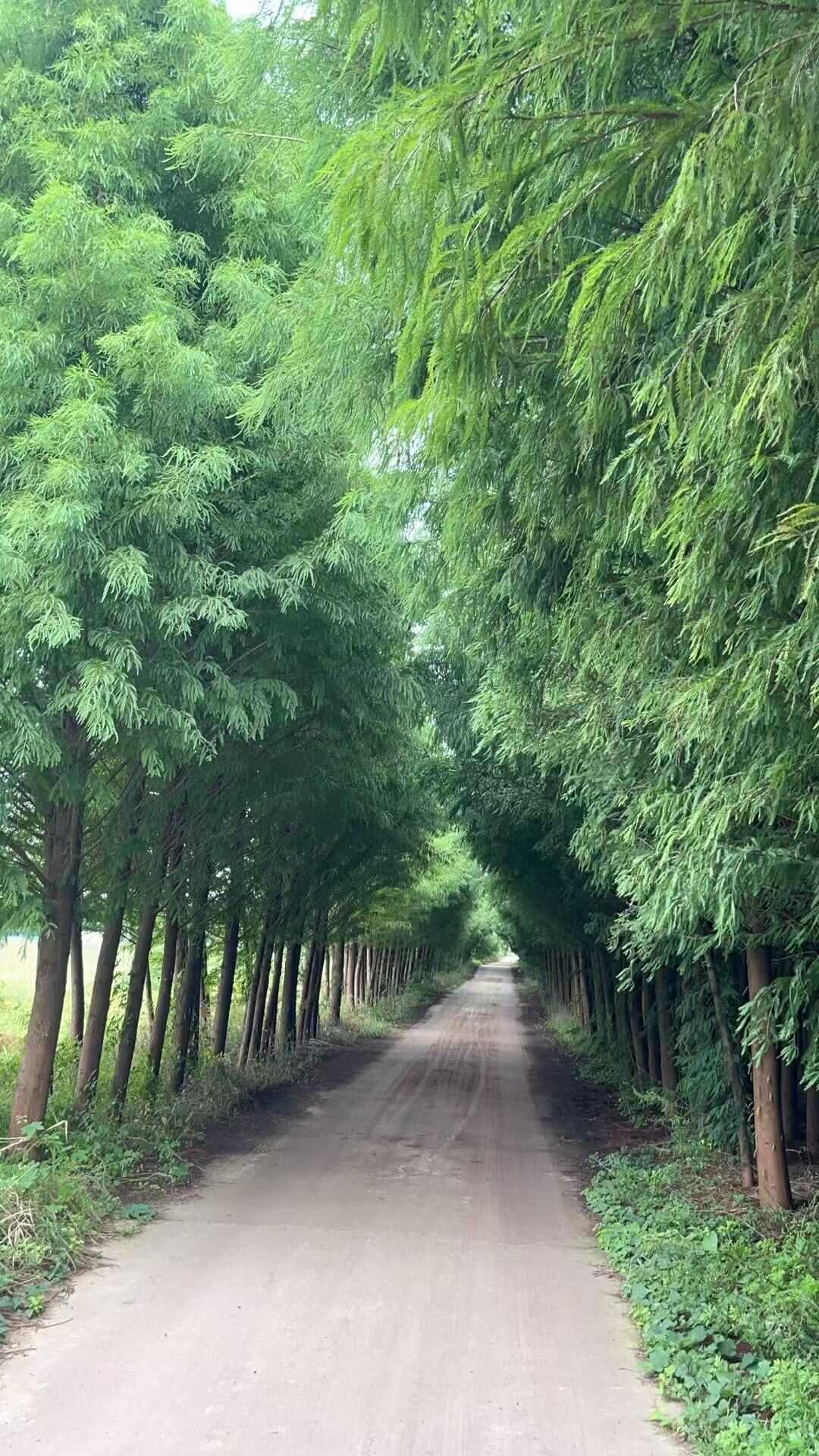 中山杉