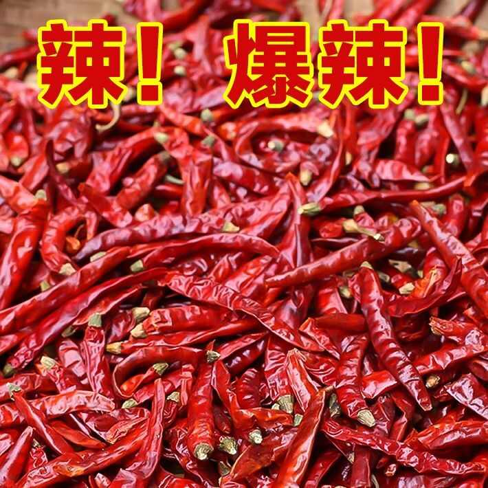 印度椒印度S17魔鬼辣魔鬼椒