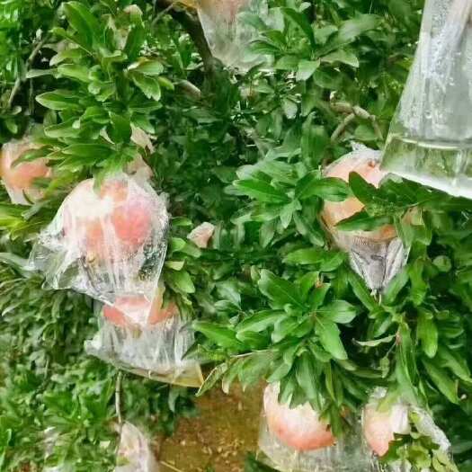 西安临潼特产--石榴终于开园啦[嘿哈][嘿哈][嘿哈]酸甜可口