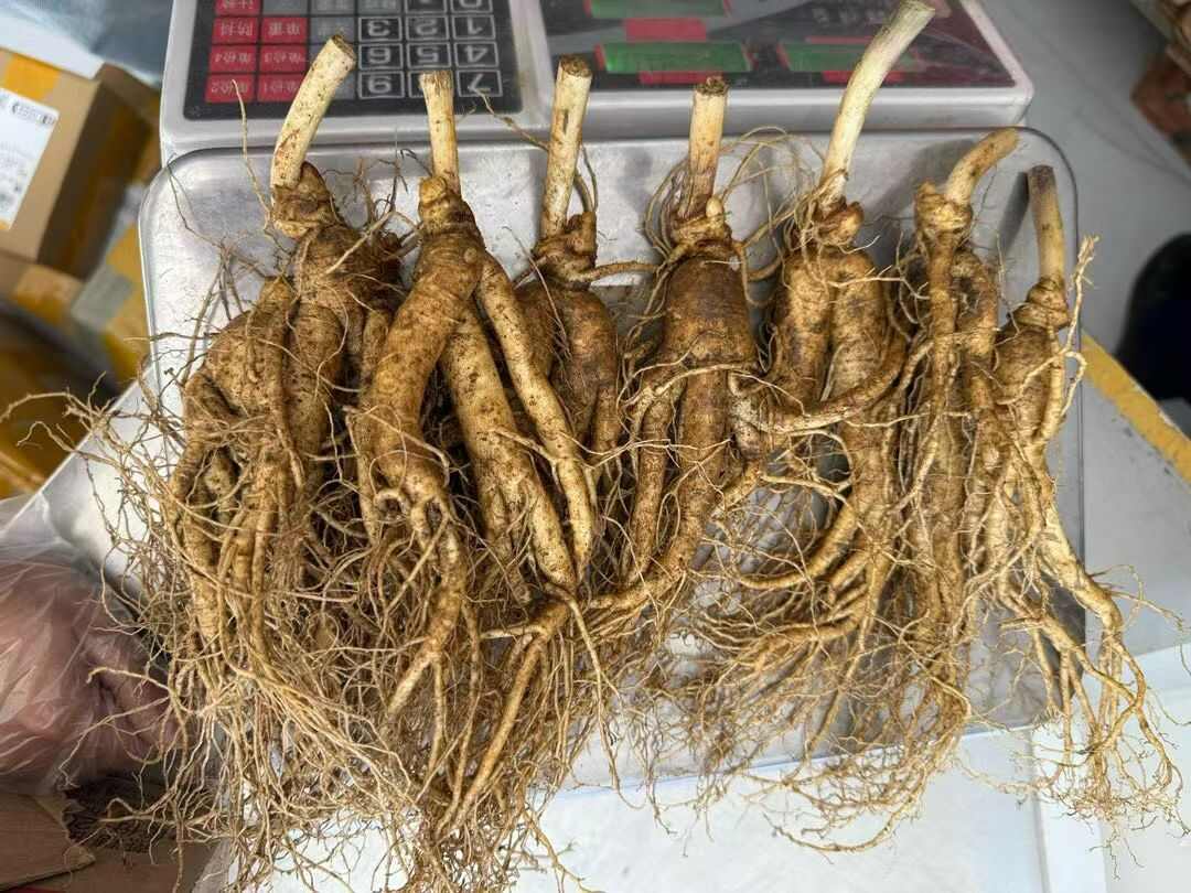 8头鲜人参