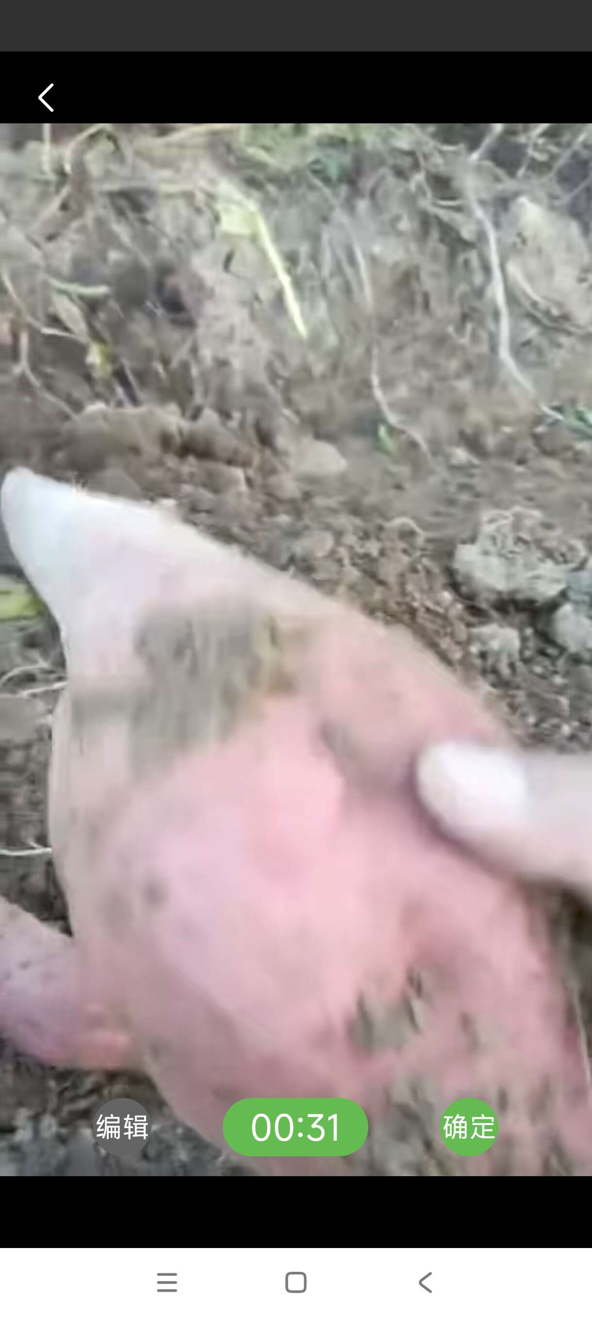 广西南宁宾阳西瓜红红薯产地直发