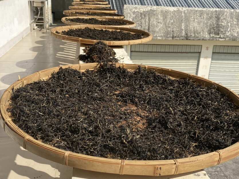 云南德宏芒市云雾茶 散装德昂酸茶 产地直供